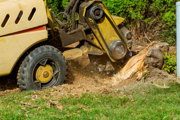 Best Fruit Tree Pruning  in Monroeville, IN