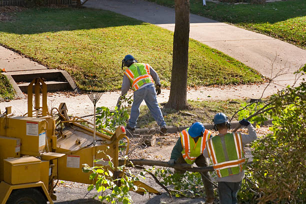 Best Tree Removal  in Monroeville, IN