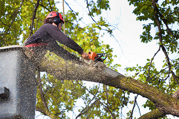 Best Tree Health Inspection  in Monroeville, IN