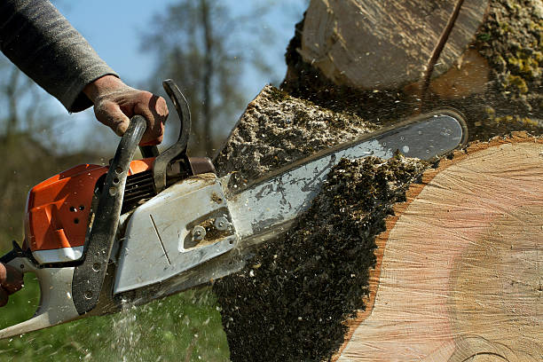 Best Emergency Tree Removal  in Monroeville, IN